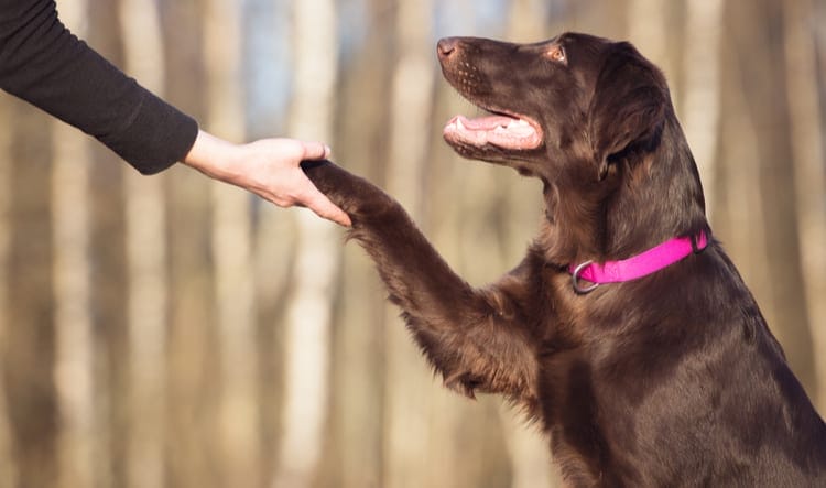 Advanced Dog Obedience Training Aurora IL Woofbeach Bay Illinois