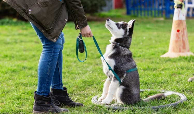 Advanced Dog Obedience Training Aurora IL Woofbeach Bay