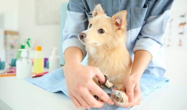 Dog Nail Trimming Aurora IL Woofbeach Bay Illinois