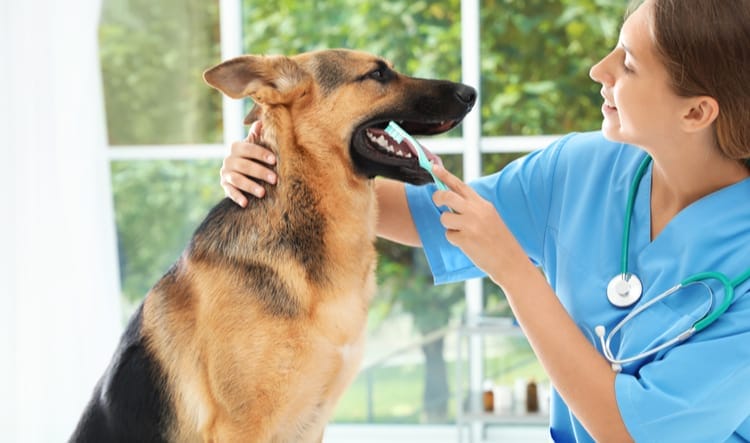 Dog Teeth Brushing Aurora IL Woofbeach Aurora