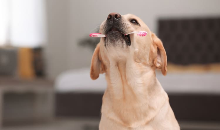 Dog Teeth Brushing Aurora IL Woofbeach Aurora Illinois