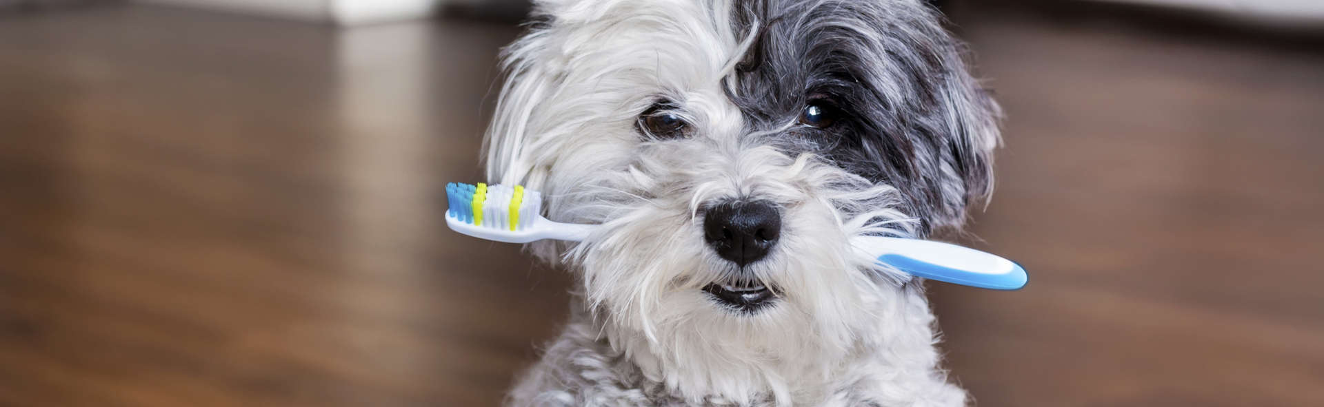 Dog Teeth Brushing Aurora IL