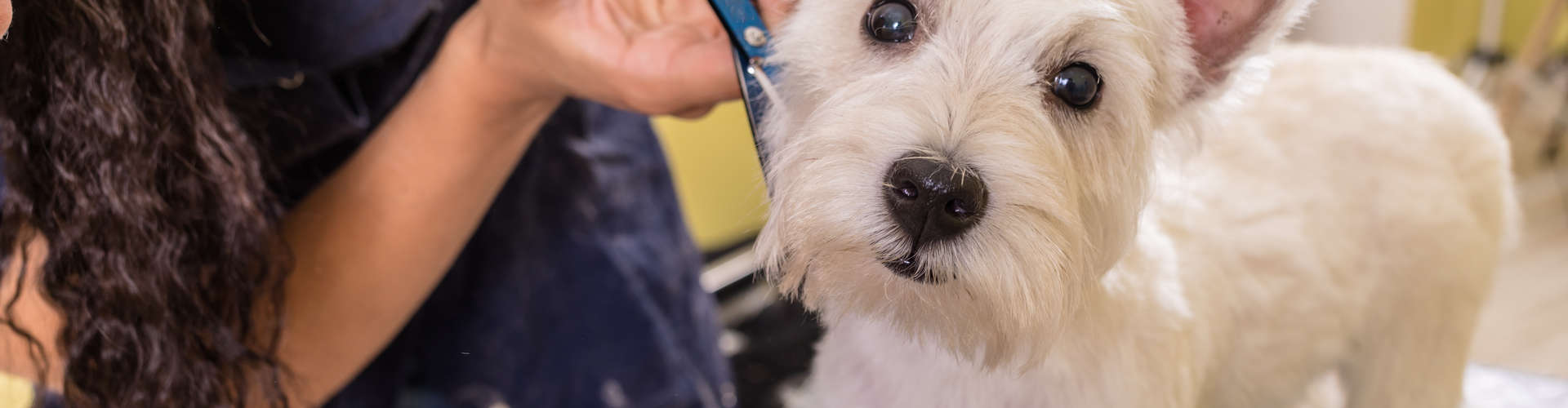 Dog Groomers Near Me Wheaton IL