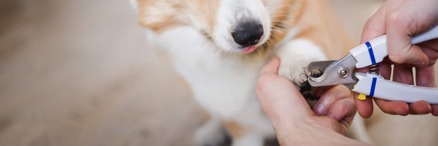 We Love Prairie Dogs | Nail Trimming