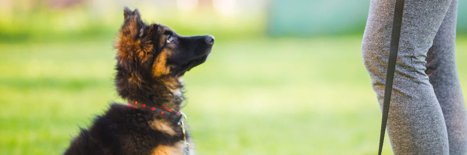 Puppy Training Near Me Aurora IL