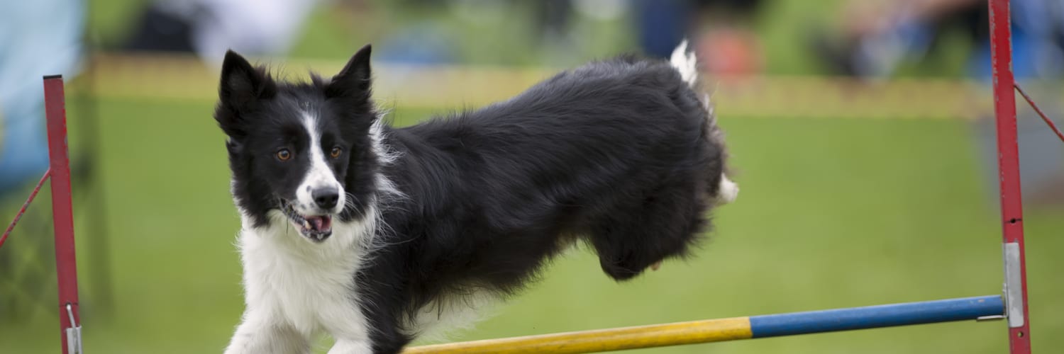 Dog Agility Training Classes