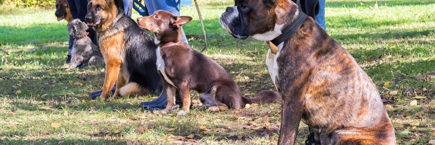 Group Obedience Classes