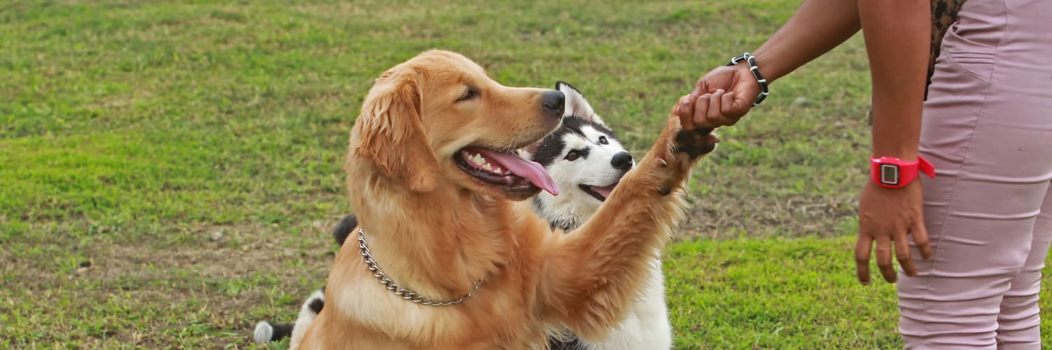 Puppy Socialization Classes