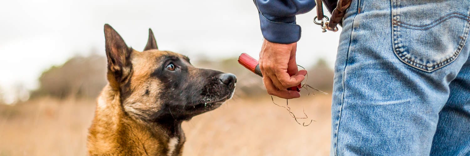 Scent Training Classes